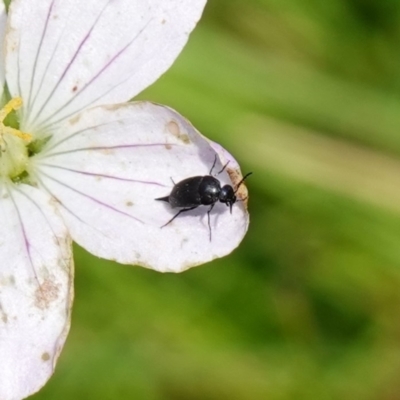 Mordellidae (family) (Unidentified pintail or tumbling flower beetle) at QPRC LGA - 27 Mar 2024 by RobG1