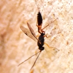 Ichneumonoidea (Superfamily) (A species of parasitic wasp) at Cook, ACT - 31 Mar 2024 by CathB
