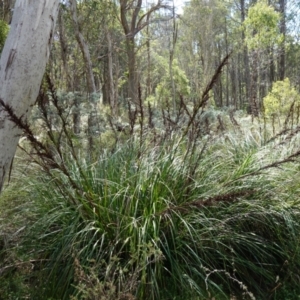 Gahnia sieberiana at Tallaganda State Forest - 27 Mar 2024