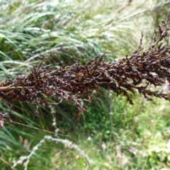 Gahnia sieberiana at Tallaganda State Forest - 27 Mar 2024