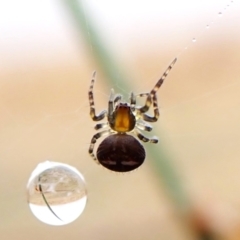 Araneus albotriangulus (White-triangle orb weaver) at Cook, ACT - 31 Mar 2024 by CathB