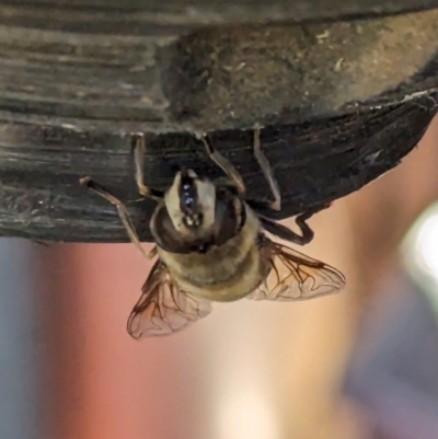 Eristalis tenax (Drone fly) at Page, ACT - 1 Apr 2024 by CattleDog