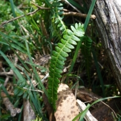 Blechnum penna-marina subsp. alpina (Alpine Water Fern) at QPRC LGA - 27 Mar 2024 by RobG1