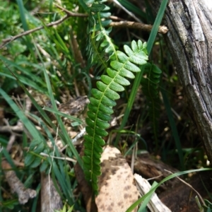 Blechnum penna-marina subsp. alpina at QPRC LGA - 27 Mar 2024