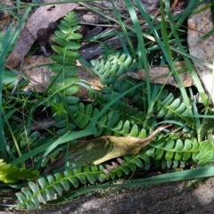 Blechnum penna-marina subsp. alpina at QPRC LGA - 27 Mar 2024