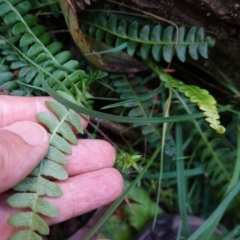 Blechnum penna-marina subsp. alpina at QPRC LGA - 27 Mar 2024 02:05 PM