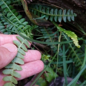 Blechnum penna-marina subsp. alpina at QPRC LGA - 27 Mar 2024 02:05 PM