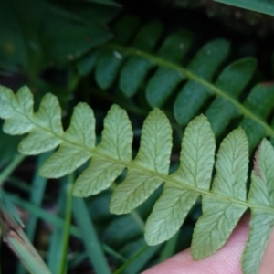 Blechnum penna-marina subsp. alpina at QPRC LGA - 27 Mar 2024 02:05 PM