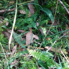 Blechnum penna-marina subsp. alpina at QPRC LGA - 27 Mar 2024