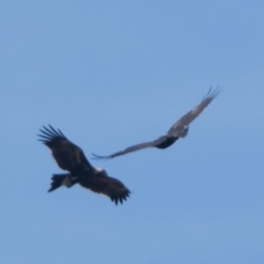 Aquila audax (Wedge-tailed Eagle) at Namadgi National Park - 31 Mar 2024 by patrickcox