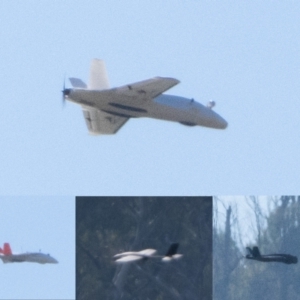 Aquila audax at Namadgi National Park - 1 Apr 2024