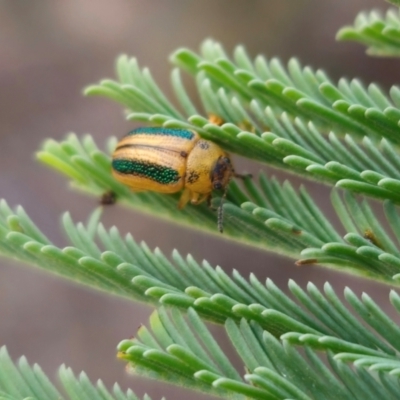 Calomela parilis (Leaf beetle) at QPRC LGA - 1 Apr 2024 by Csteele4