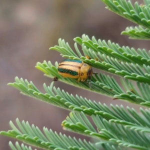 Calomela parilis at QPRC LGA - 1 Apr 2024