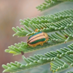 Calomela parilis at QPRC LGA - 1 Apr 2024