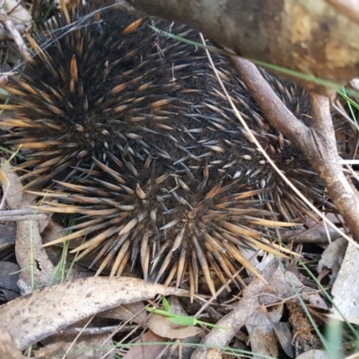 Tachyglossus aculeatus (Short-beaked Echidna) at Penrose, NSW - 1 Apr 2024 by Aussiegall