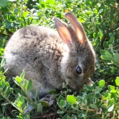 Oryctolagus cuniculus (European Rabbit) at South Bruny, TAS - 18 Feb 2024 by AlisonMilton