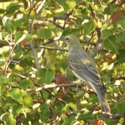 Oriolus sagittatus (Olive-backed Oriole) at Murrumbateman, NSW - 1 Apr 2024 by SimoneC