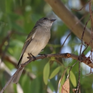 Pachycephala pectoralis at Symonston, ACT - 1 Apr 2024