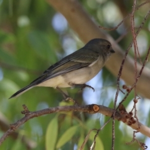 Pachycephala pectoralis at Symonston, ACT - 1 Apr 2024