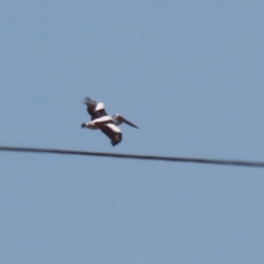 Pelecanus conspicillatus (Australian Pelican) at Symonston, ACT - 1 Apr 2024 by RodDeb