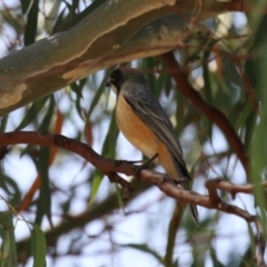 Pachycephala rufiventris (Rufous Whistler) at Symonston, ACT - 1 Apr 2024 by RodDeb