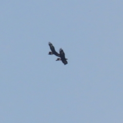 Aquila audax at Symonston, ACT - 1 Apr 2024