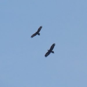 Aquila audax at Symonston, ACT - 1 Apr 2024 01:07 PM