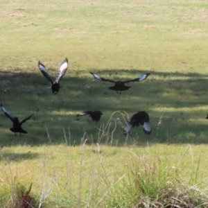 Corcorax melanorhamphos at Symonston, ACT - 1 Apr 2024