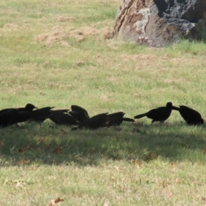 Corcorax melanorhamphos at Symonston, ACT - 1 Apr 2024