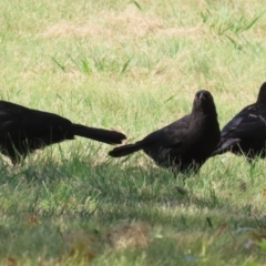 Corcorax melanorhamphos at Symonston, ACT - 1 Apr 2024