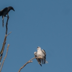 Elanus axillaris (Black-shouldered Kite) at Cook, ACT - 31 Mar 2024 by Untidy