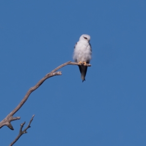 Elanus axillaris at Cook, ACT - 31 Mar 2024 09:15 AM