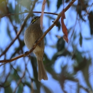 Caligavis chrysops at Symonston, ACT - 1 Apr 2024 01:06 PM