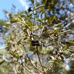 Pittosporum bicolor (Banyalla) at QPRC LGA - 27 Mar 2024 by RobG1