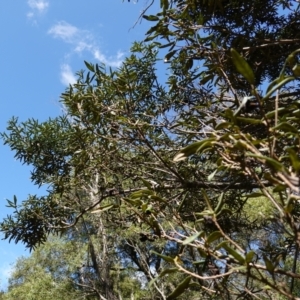 Pittosporum bicolor at QPRC LGA - 27 Mar 2024