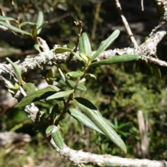 Pittosporum bicolor at QPRC LGA - 27 Mar 2024