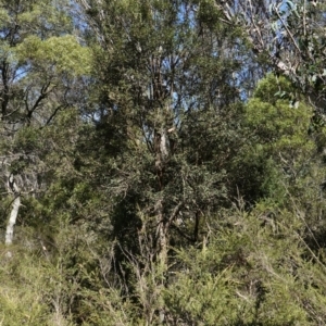 Pittosporum bicolor at QPRC LGA - 27 Mar 2024