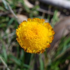 Coronidium monticola (Mountain Button Everlasting) at Tallaganda State Forest - 27 Mar 2024 by RobG1