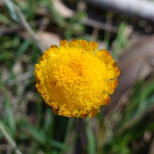 Coronidium monticola at Tallaganda State Forest - 27 Mar 2024