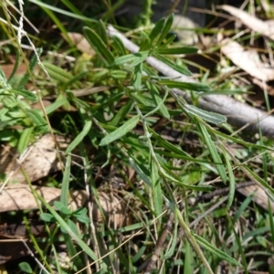 Coronidium monticola at Tallaganda State Forest - 27 Mar 2024