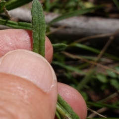 Coronidium monticola at Tallaganda State Forest - 27 Mar 2024