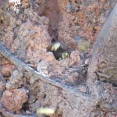 Vespula germanica (European wasp) at Namadgi National Park - 25 Mar 2024 by Christine