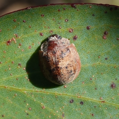 Trachymela sp. (genus) (Brown button beetle) at Jerangle, NSW - 27 Mar 2024 by RobG1