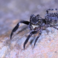 Sondra sp. (genus) (A jumping spider) at Moncrieff, ACT - 18 Apr 2022 by smithga