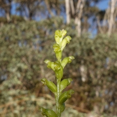 Microtis parviflora (Slender Onion Orchid) at QPRC LGA - 27 Mar 2024 by RobG1