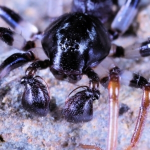 Pentasteron sp. (genus) at Moncrieff, ACT - suppressed