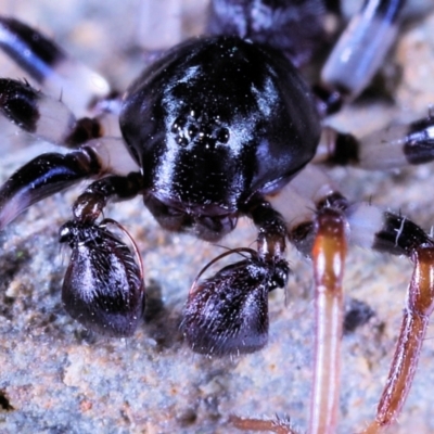 Pentasteron sp. (genus) (Ant-eating spider) at Moncrieff, ACT - 29 Apr 2022 by smithga