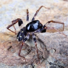 Pentasteron sp. (genus) at Moncrieff, ACT - suppressed