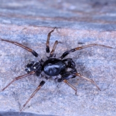 Pentasteron sp. (genus) at Moncrieff, ACT - suppressed