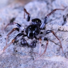 Pentasteron sp. (genus) at Moncrieff, ACT - suppressed